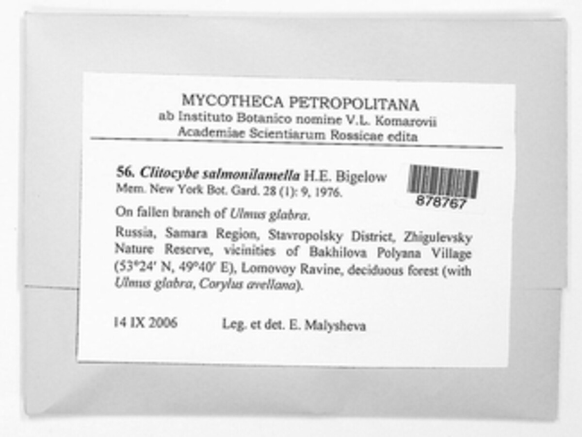 Clitocybe salmonilamella image